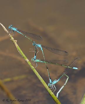 Enallagma traviatum, tandem pairs